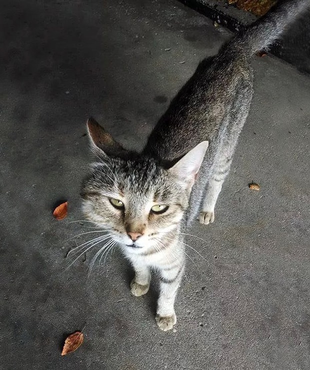 arı sokan kedi