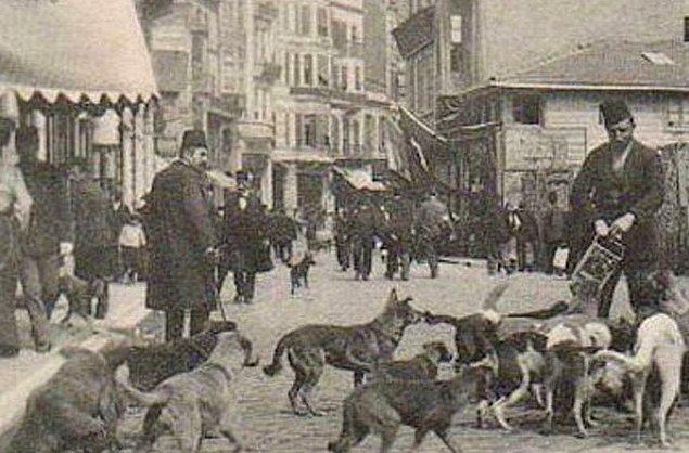 21. Şehirde köpek sorunu var. Sokaklar aç ve uyuz köpeklerle dolu. Zaman zaman insanların parçalandığına dair söylentiler dolaşıyor.