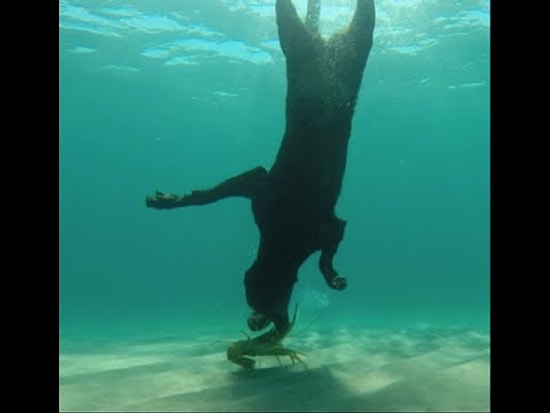 Собака-ныряльщик ловит лобстеров