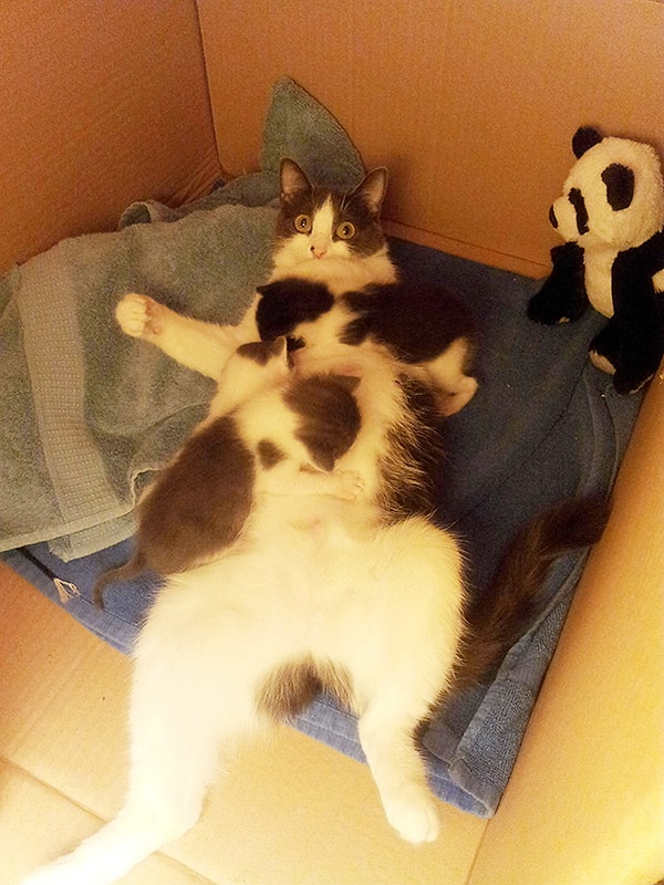 Привычка быть мамой