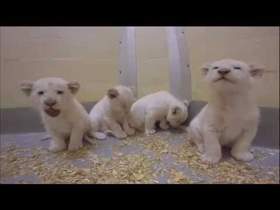 Невероятно милые маленькие 8-недельные львята