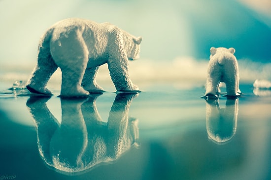 Фотографии игрушечных животных, как предупреждение об их исчезновении