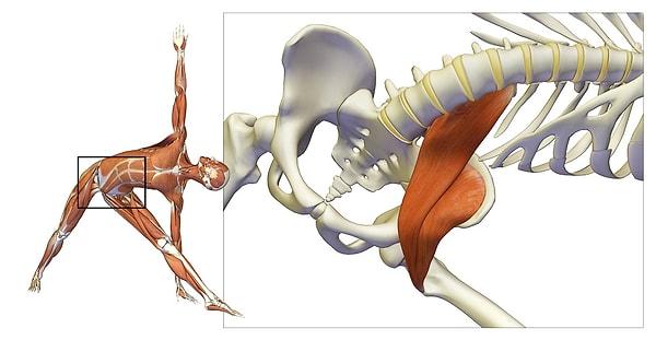 1. Bacaklarla bel kemiğini bağlayan bu kas; hareket, denge, eklem fonksiyonları, esneklik ve daha birçok bedensel özelliği etkiliyor.