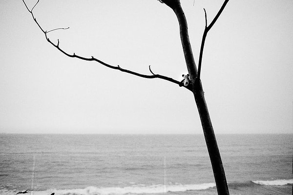 Маленькая панда думает, что находится в одиночестве, не подозревая о фотографе за спиной.