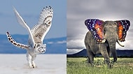 "Vahşi Doğada Yaşasalar Dünya Ne Acayip Bir Yer Olurdu" Diyeceğiniz 19 Hibrit Hayvan