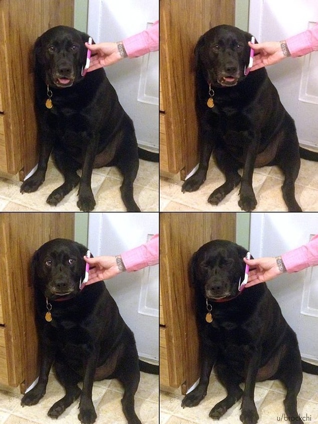 Kim Demiş Köpekler Duygularını İfade Edemez Diye Bakışlarıyla Konuşan