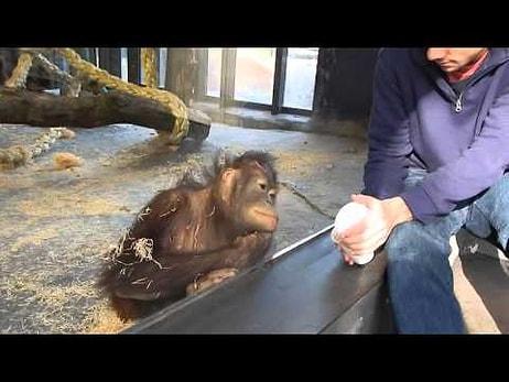 Yapılan Sihir Numarası Karşısında Gülmekten Yerlere Yatan Orangutan