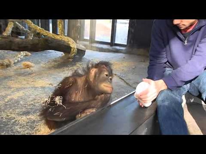 Yapılan Sihir Numarası Karşısında Gülmekten Yerlere Yatan Orangutan