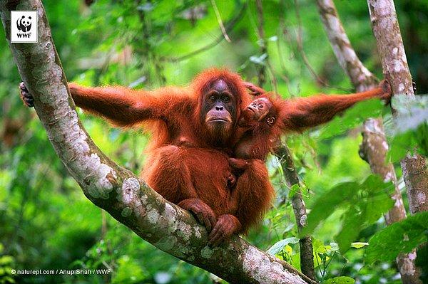 5. Sumatra orangutanı