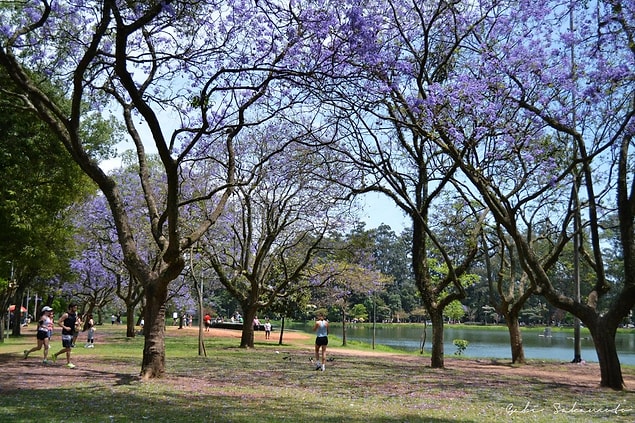 15. Ibirapuera Parkı, Brezilya