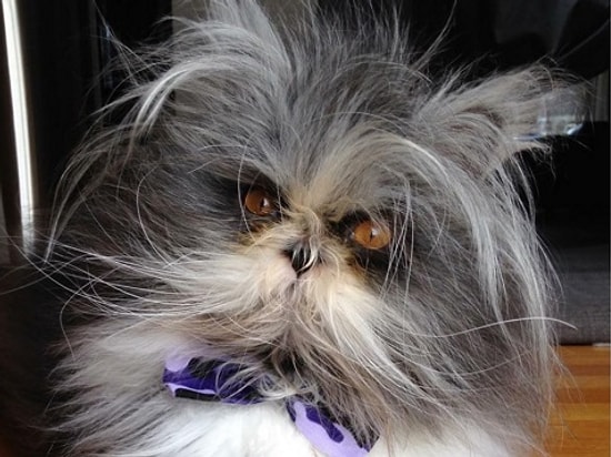 Самый волосатый феномен в Инстаграм – кот Atchoum