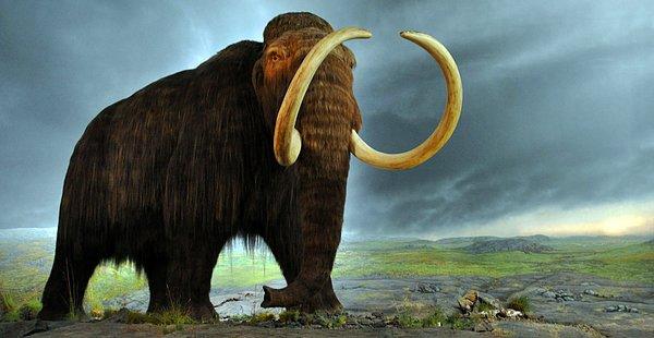3. Rusya ve Güney Kore'den mamut klonlama çalışması