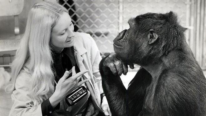 Goril Koko’dan İnsanlara Mesaj Var: 'İnsanlar Aptal, Dünyayı Kurtarın'