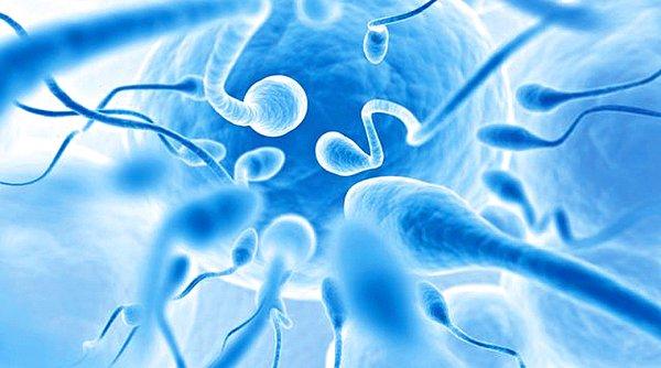 25.  Kısırlığa çözüm olması beklenen uygulama: Laboratuvar ortamında sperm üretildi