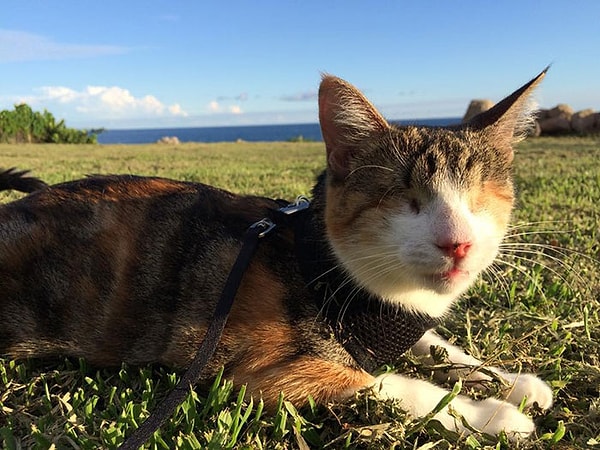 У Хани Би есть собственная страничка в фейсбуке, на которой много постоянно пополняемых фото и видео. Зайдя на нее, можно получить массу вдохновения на вылазки на природу и длительные походы.