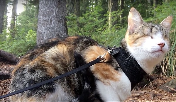 Порой Хани Би несколько переоценивает свои возможности и устает в длительных походах.