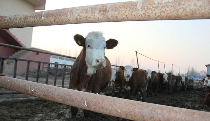 Şap Hortladı ve Hayvancılığı Teslim Aldı