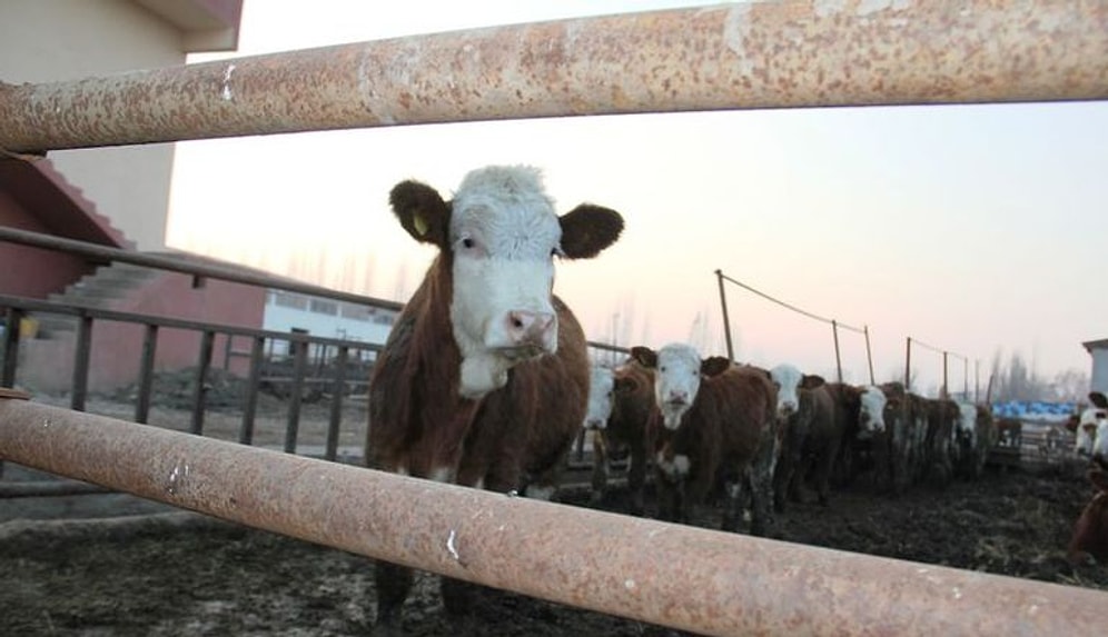 Şap Hortladı ve Hayvancılığı Teslim Aldı