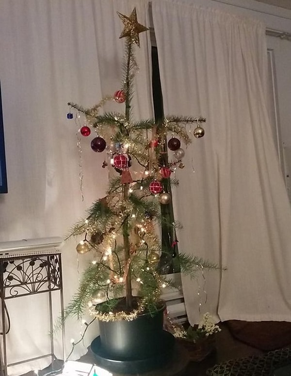 15. Елка, просидевшая весь год на жесткой диете.