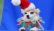 Собаки в рождественских нарядах создают праздничное настроение