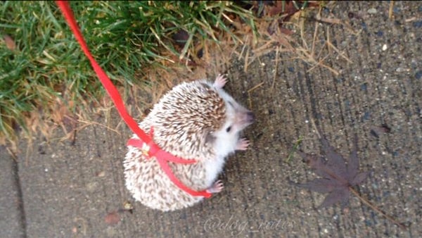 Пиклз – пес необычной породы, фанатеющий от ярких аксессуаров и игольчатого меха.