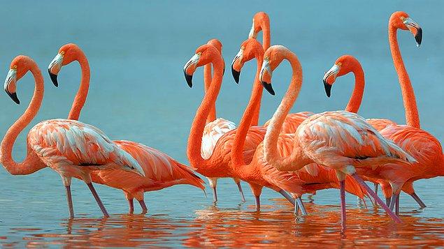 6. Allı turna denilen hayvan flamingo'dur.