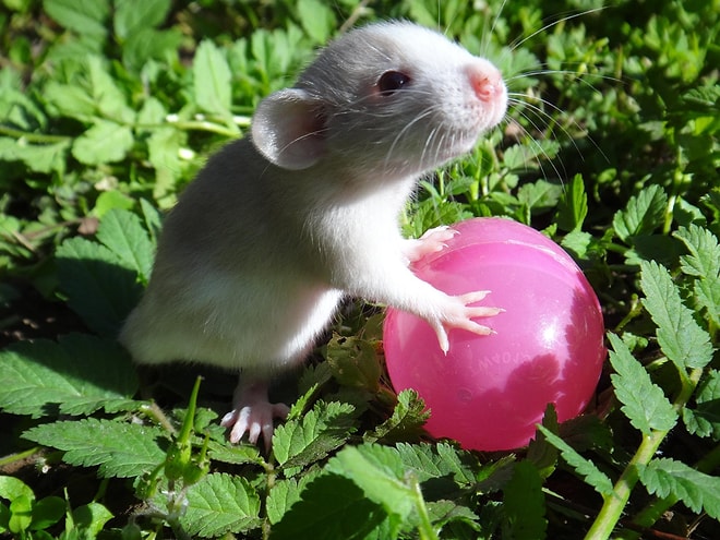 12 фотографий, которые разрушат твои стереотипы об этих животных