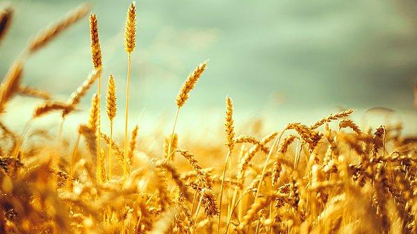 14. Yani bir yılda israf edilen ekmek, ortalama 450 bin ton buğdaya karşılık geliyor.