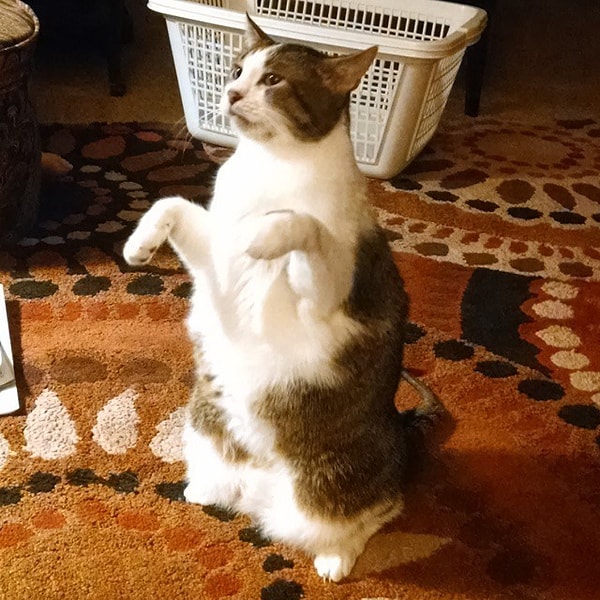 10. "Ха-ха, посмотрите на меня, я - человек, только я гораздо пушистей...и лучше".