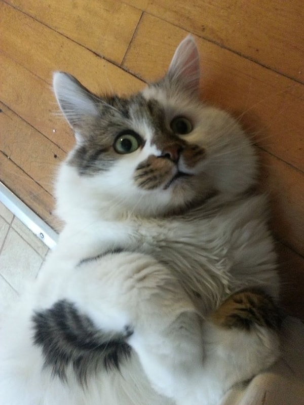 1. "О нет! Скоро придет Санта, а я еще не решил, какой я хочу подарок!"