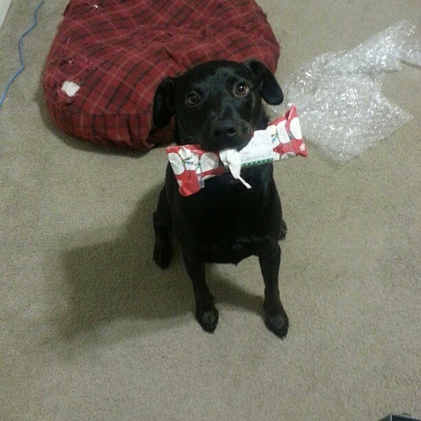 4. "Тебе нельзя открывать это до Рождества, но мне так хотелось, чтобы ты увидел мой подарок".