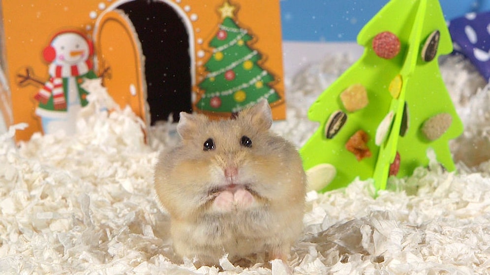 12 рождественских дней очаровательных хомяков