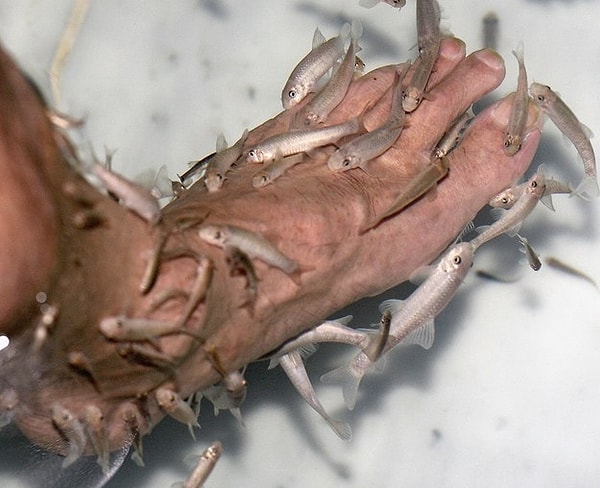 12. Нетрадиционные процедуры спа для людей.