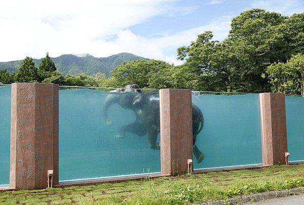 31. Bir Asya fili, Fuji Safari Park'ında bulunan 65 metre uzunluğundaki havuzda yüzüyor.