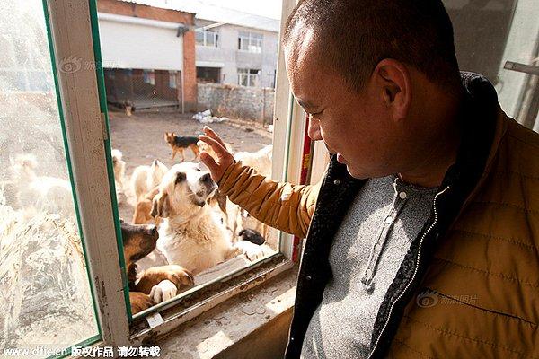 Wang Yan, 2012 yılında köpeğini kaybetti ve onu ararken, arkadaşının yönlendirmesiyle kendisini bir köpek mezbahasında buldu.