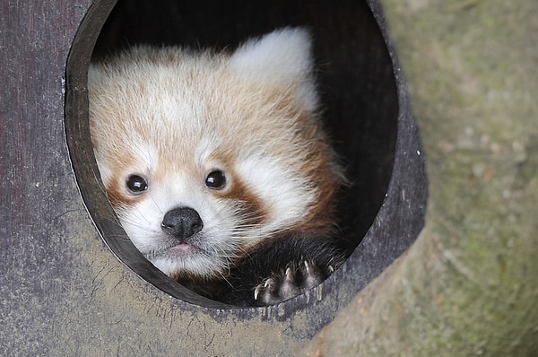 26. Первый снимок двух детенышей красной панды, родившихся в Уипснейдском зоопарке.