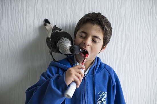 Сорока по имени Пингвин живет в семье как обычный питомец