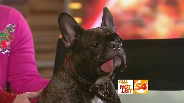 5. Собаку Кэрри Фишер, Гэри.