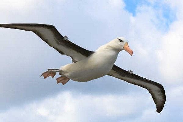 5. Albatroslar, 12 saatlik uçuşların pısırıklara göre olduğunu söylüyor.