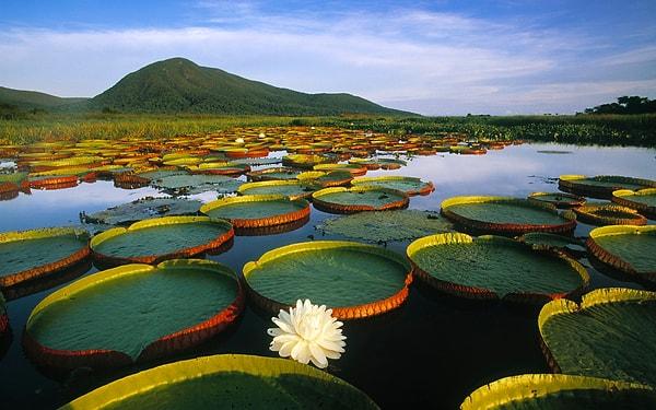 11. Dünyanın en geniş tropikal sulak arazisi olan Pantanal'ı görebilirsiniz.