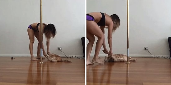 Sahibinin Direk Dansı Yapmasına Engel Olan Dünyanın En Miskin Kedisi