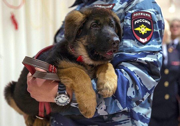 2. "Diesel" ismindeki Fransız polis köpeği, Paris saldırılarını planladığı düşünülen şüpheliyi hedef alan bir baskın sırasında öldürülünce; Rusya, "Dobrynya" adında bir polis köpeğini ülkeye hediye etmişti. 7 Aralık 2015.