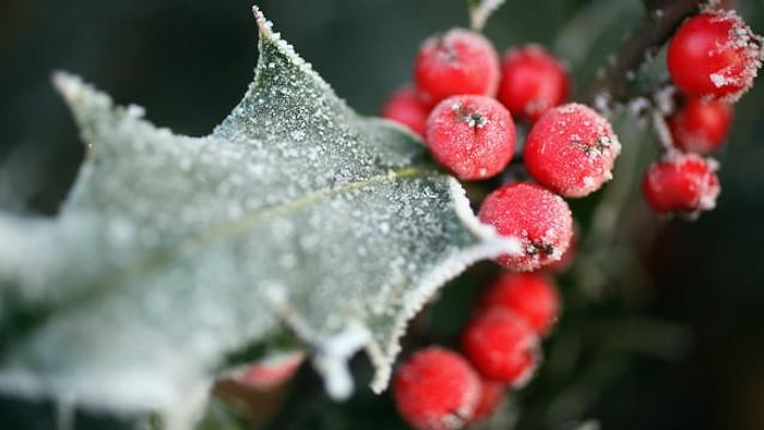 Hiç Merak Ettiniz mi, Noel'de Evler Neden Çobanpüskülüyle Süslenir?