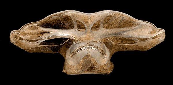 3. Bir çekiç başlı köpek balığının röntgen filmi.