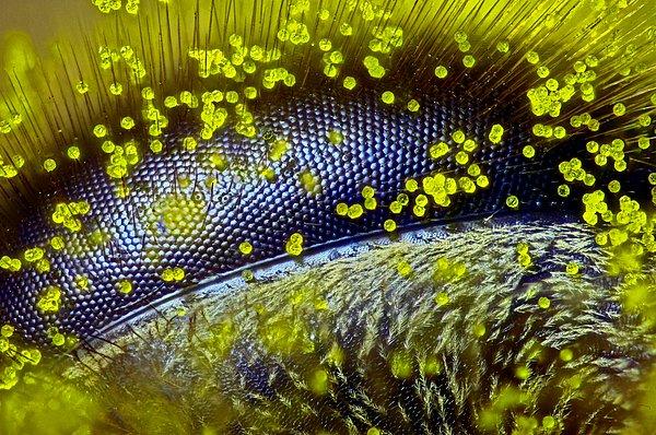 31. Bir bal arısının karahindiba poleni ile kaplanmış gözü. (120 kat büyütülmüş). Bu fotoğraf, Nikon'un "Küçük Dünya Fotomikrograf Yarışması"nda birincilik elde etti.