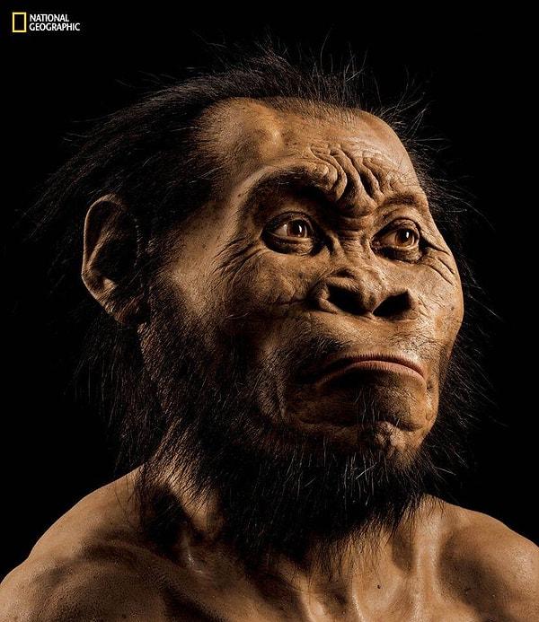 1. Güney Afrika’da Bulunan Yeni İnsan Atası Homo naledi