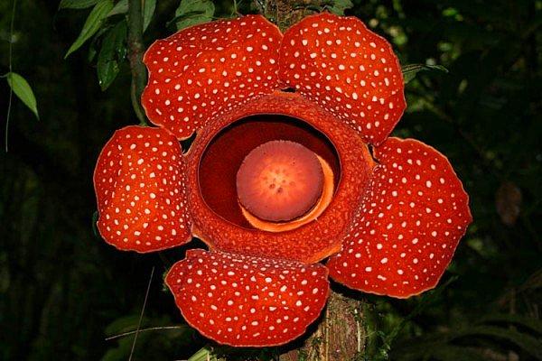 17. Mucize çiçek: Bunga Patma