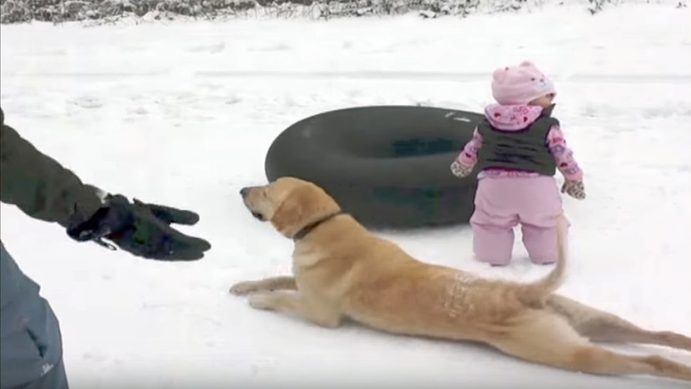 Dünyanın En Öğretici Dersi: Küçük Dostuna Karda Kayma Konusunda Yardımcı Olan Köpek