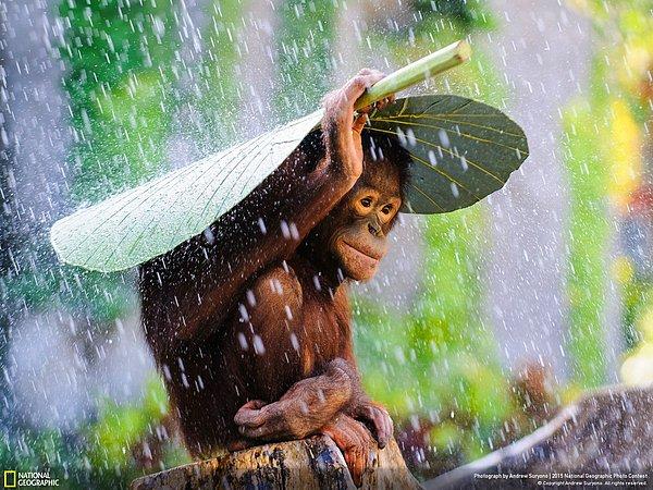 10. 4. “Yağmur Altında Orangutan” Doğa Kategorisi Onur Ödülü  / Denpasar, Bali, Endonezya