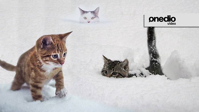 Karın Keyfini Yine 18 Minnoş Çıkardı